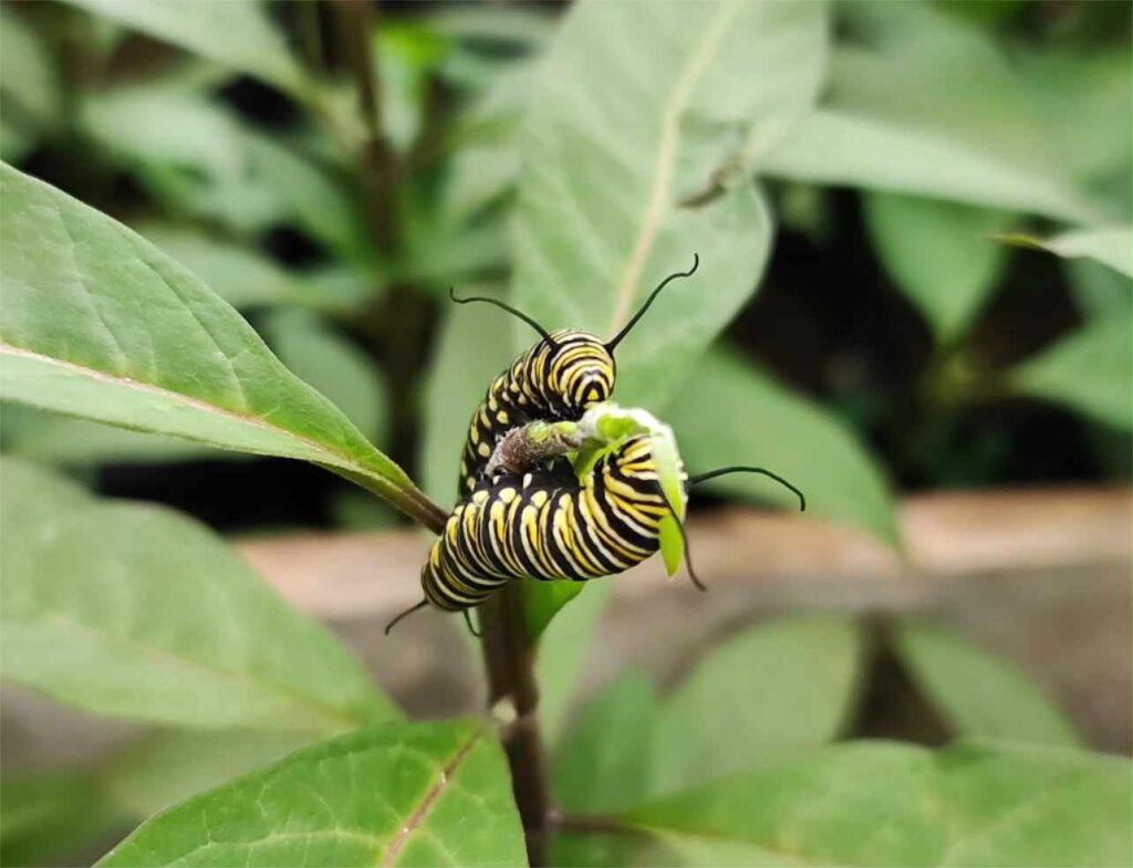 pollinator-proyecto-pedagogico-2-1.jpg