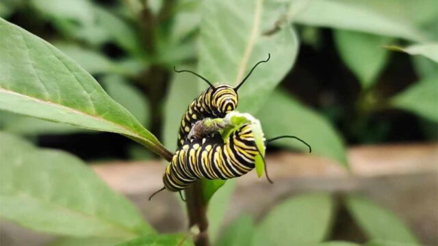 pollinator-proyecto-pedagogico-2-1.jpg